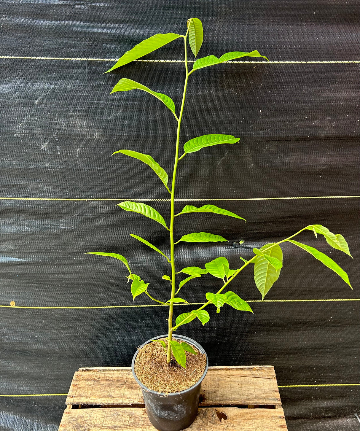 Rollinia Tree