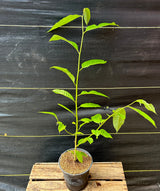 Rollinia Tree