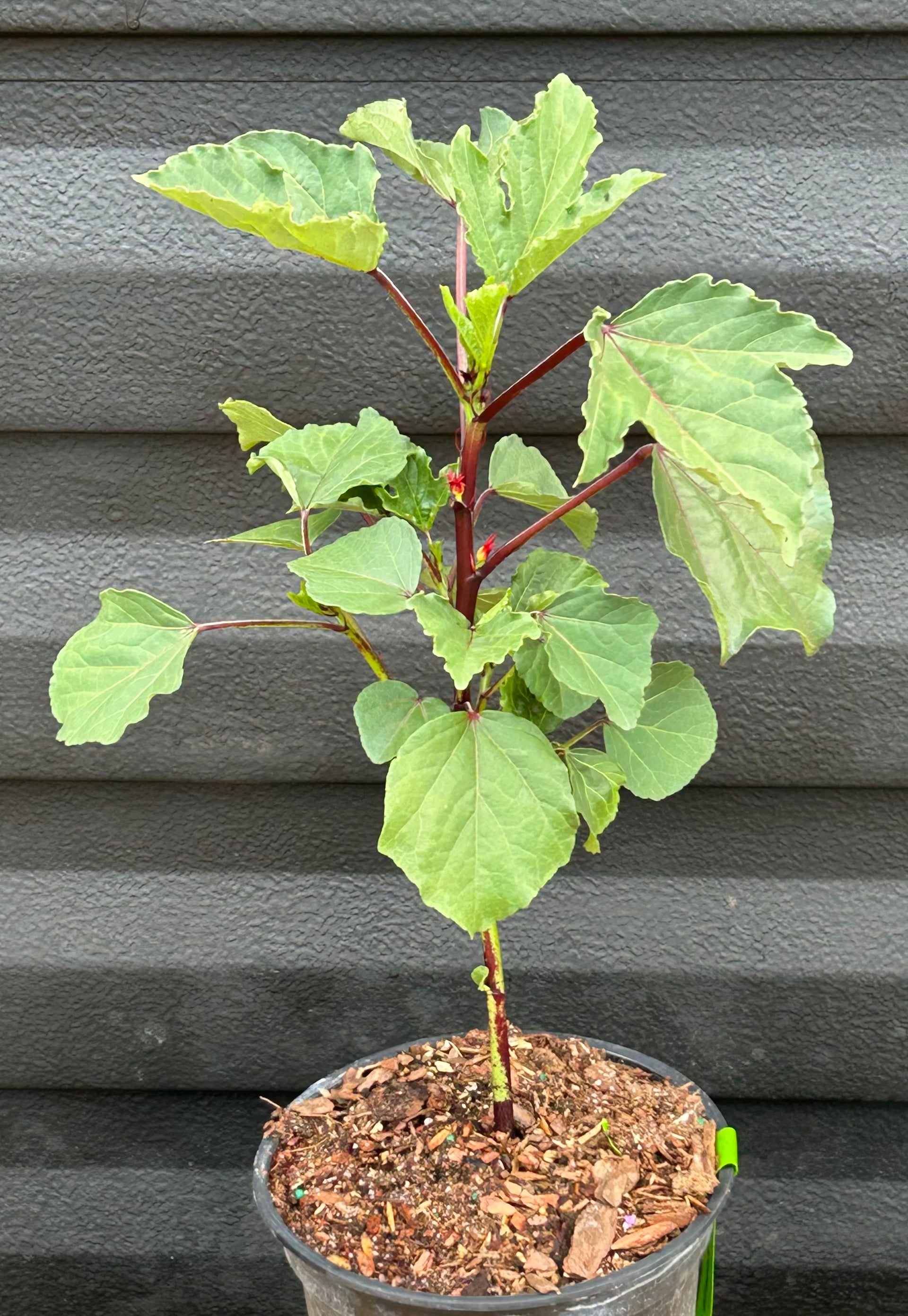 roselle plant in pot Roselle Plant