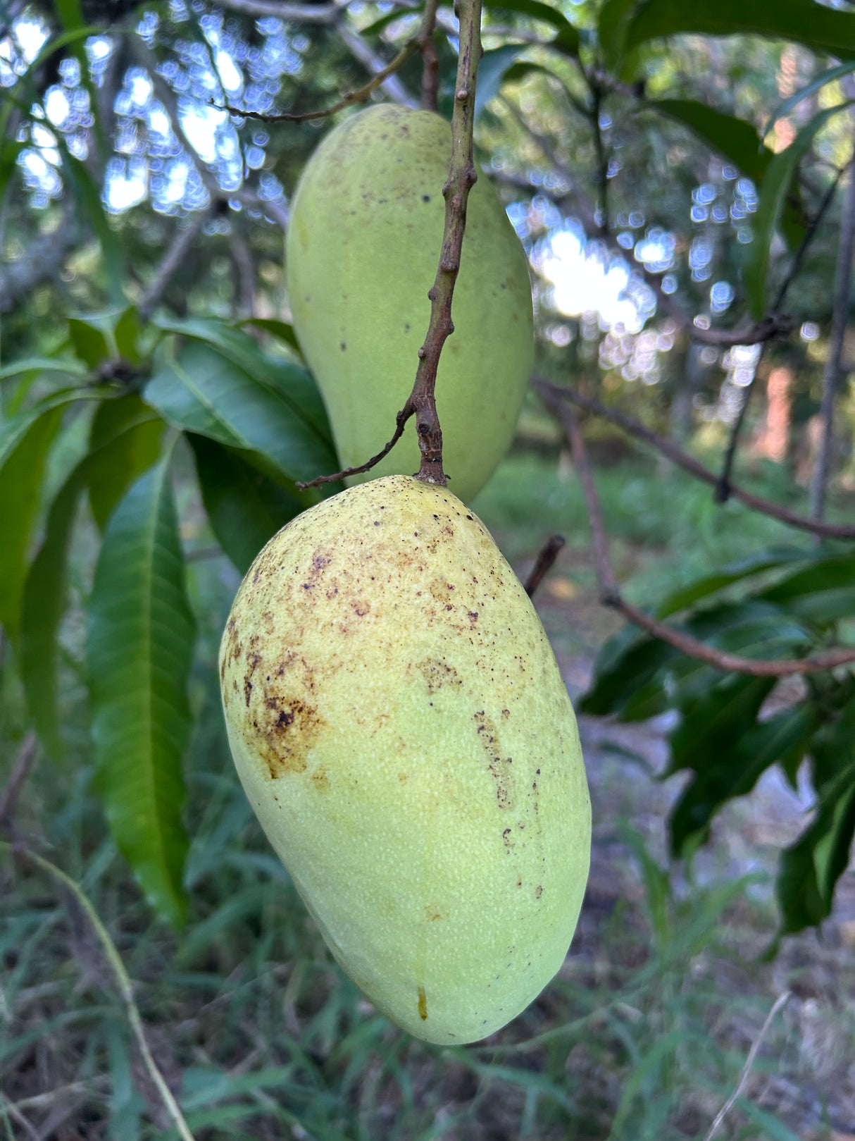 Mango Tree ‘Rosigold’