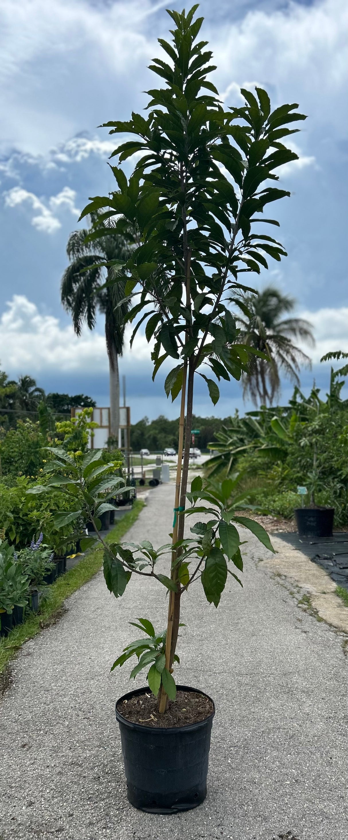 Ross Sapote Tree