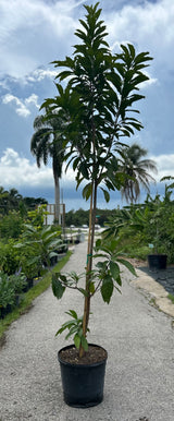 Ross Sapote Tree