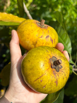 Ross Sapote Tree