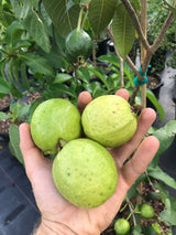 Guava Tree 'Ruby Supreme'