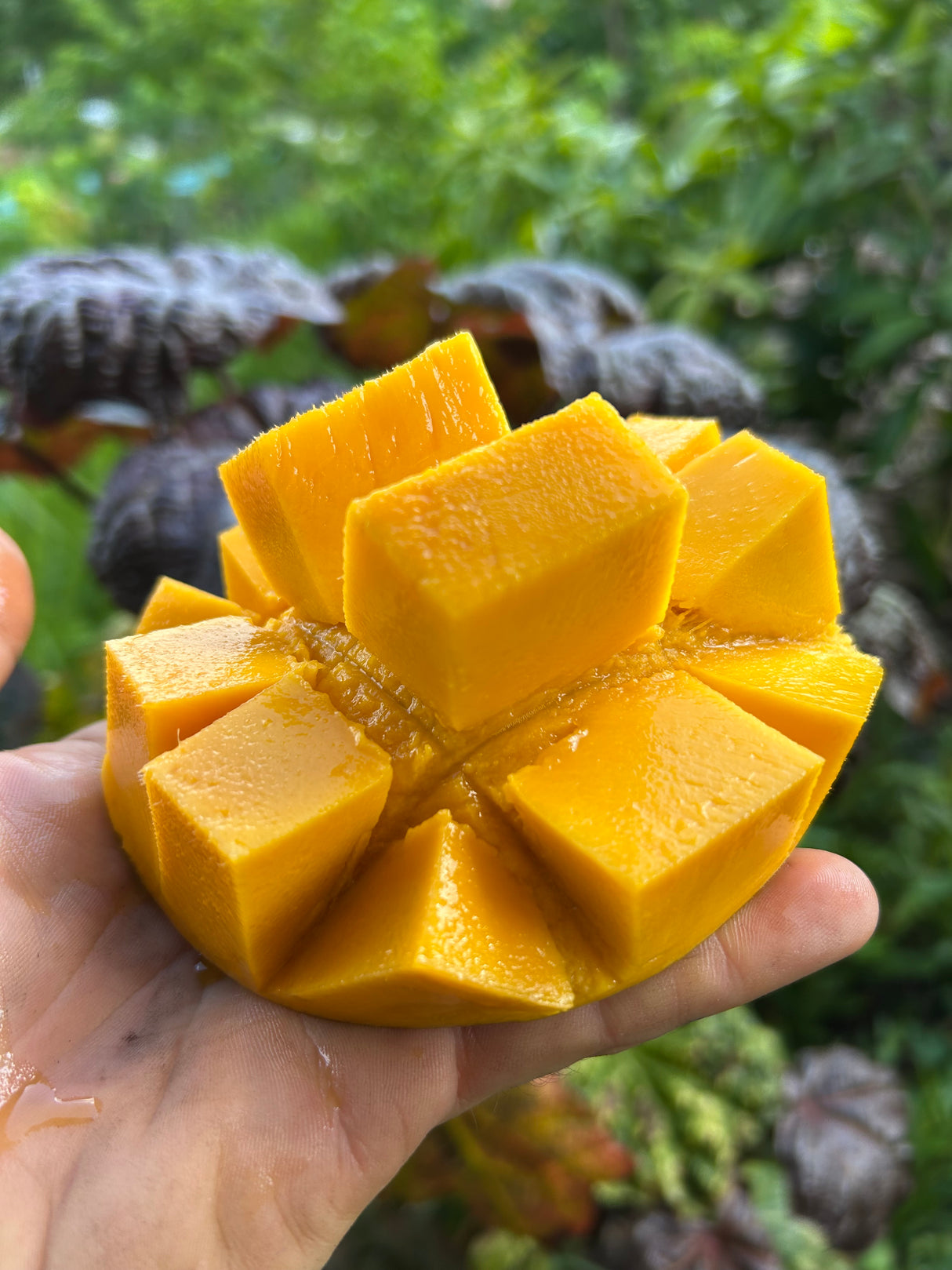 Mango Tree ‘Super Alphonso’