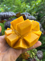 Mango Tree ‘Super Alphonso’