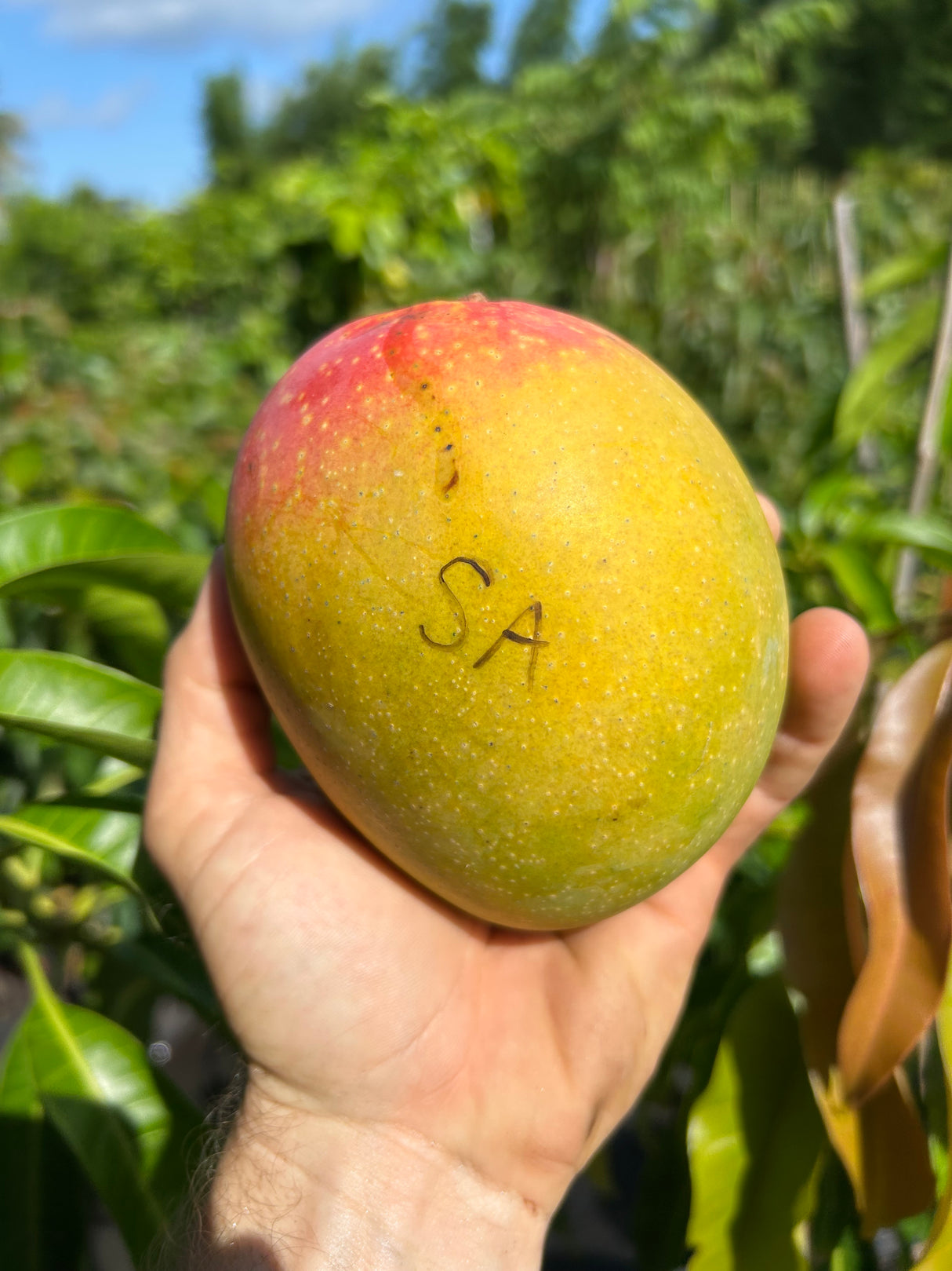 Mango Tree ‘Super Alphonso’