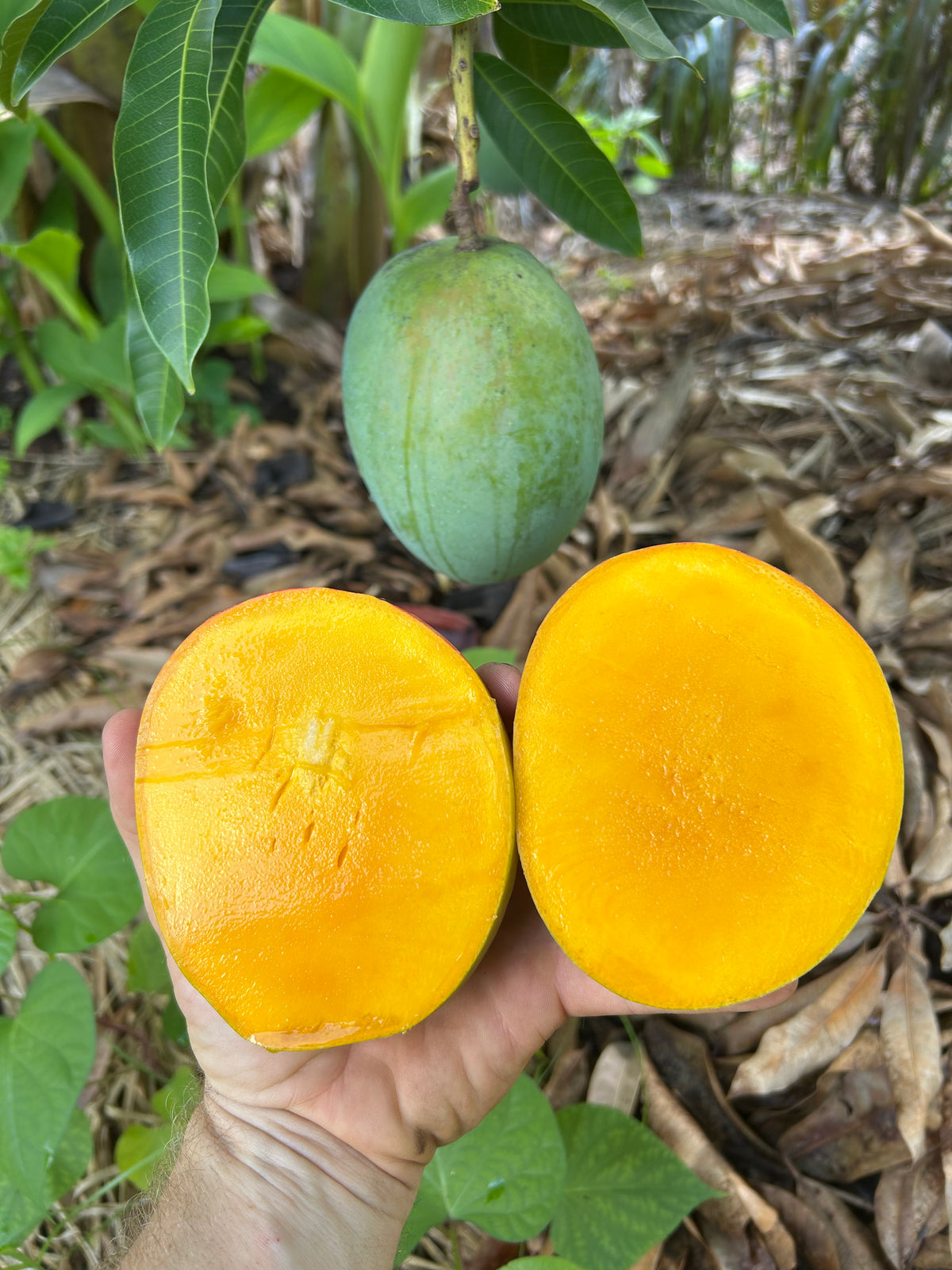 Mango Tree ‘Super Alphonso’ – Incredible Edible Landscapes