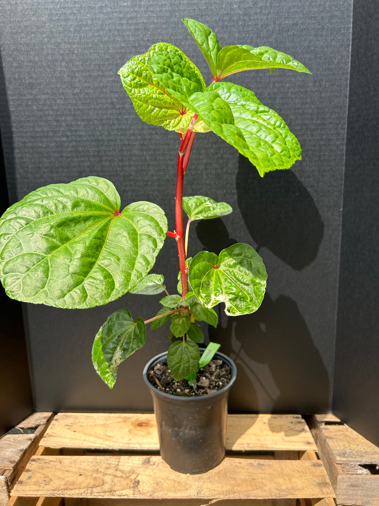 Salad Tree