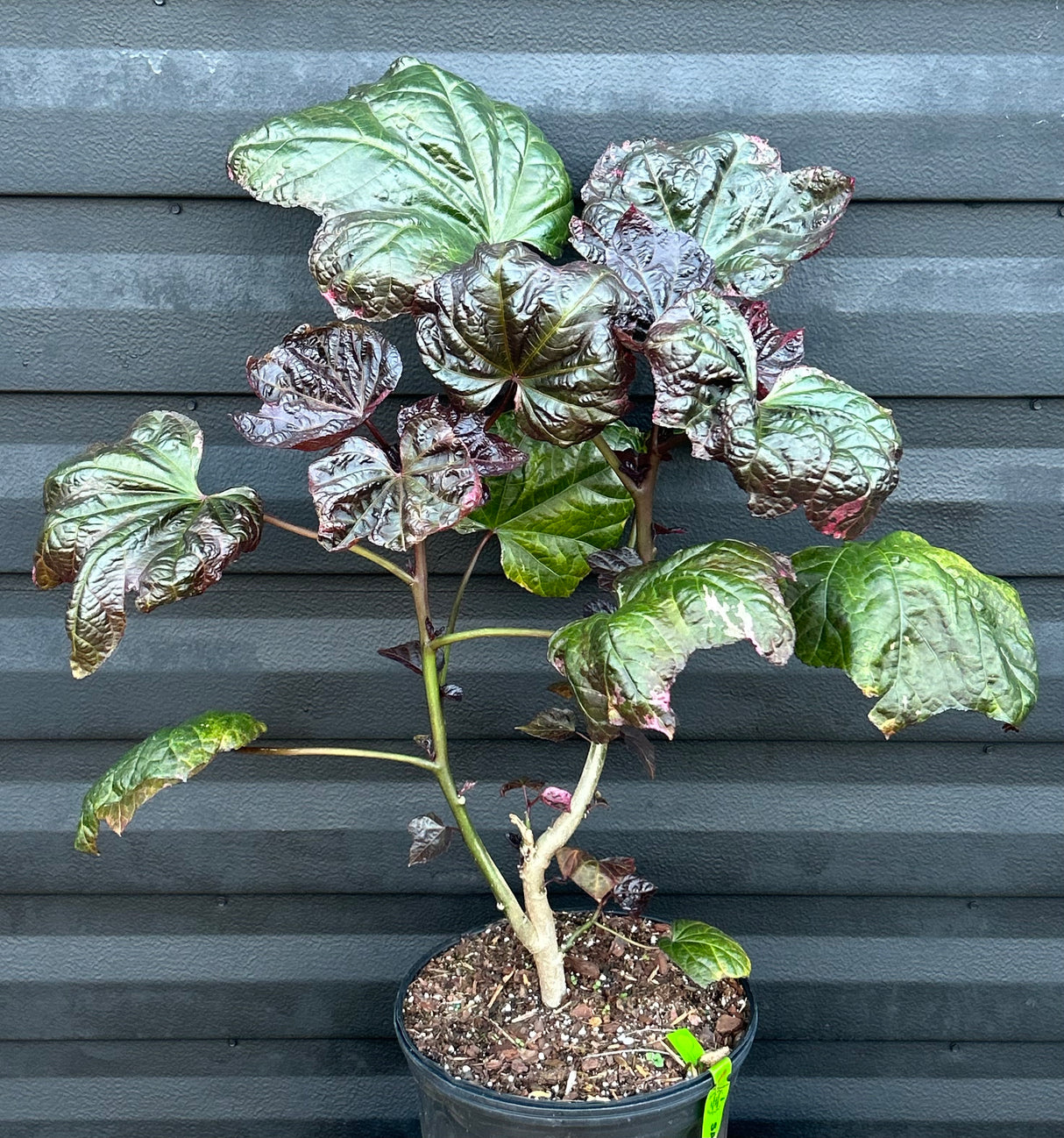 Salad Tree