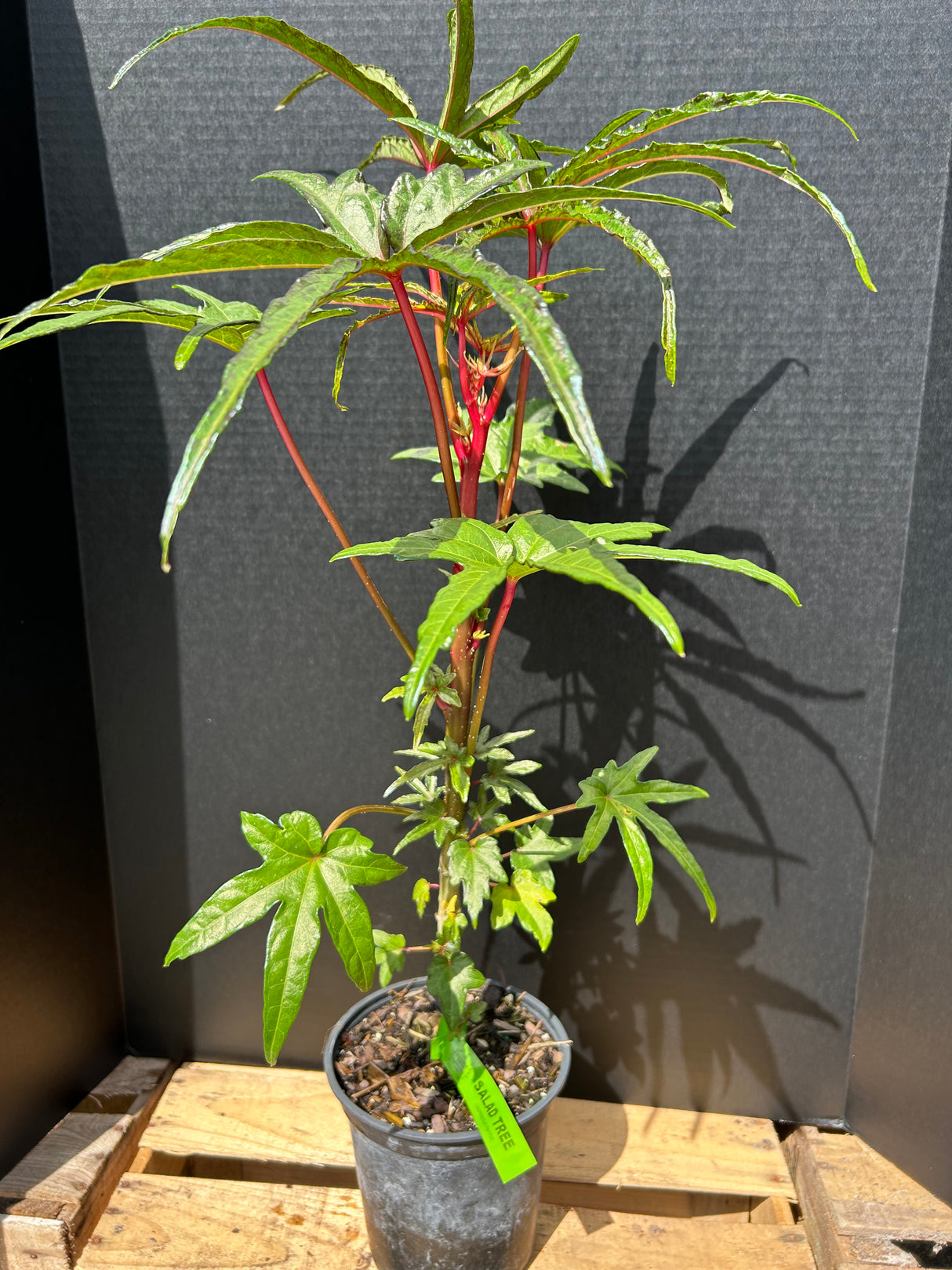Salad Tree