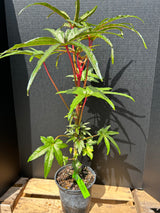 Salad Tree