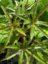 Salad Tree
