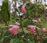 Tropical Sage Plant aka Salvia - Pink Flowers