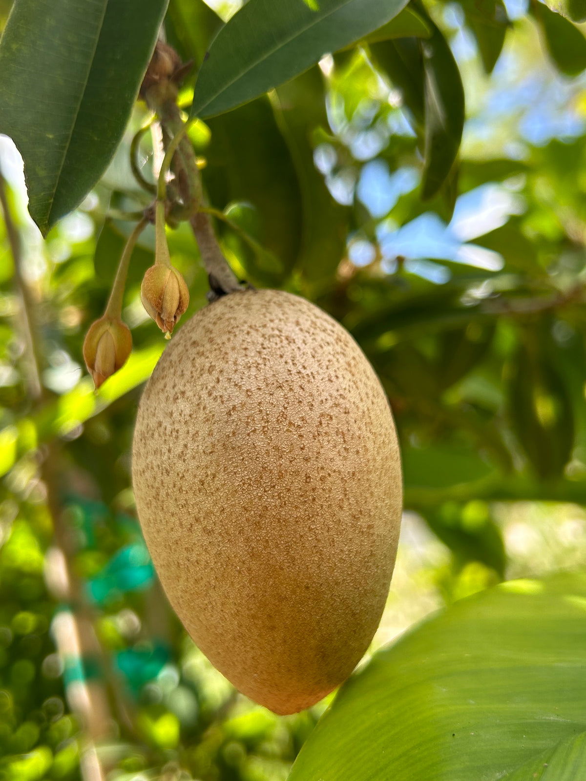 Sapodilla Tree 'Alano' – Incredible Edible Landscapes