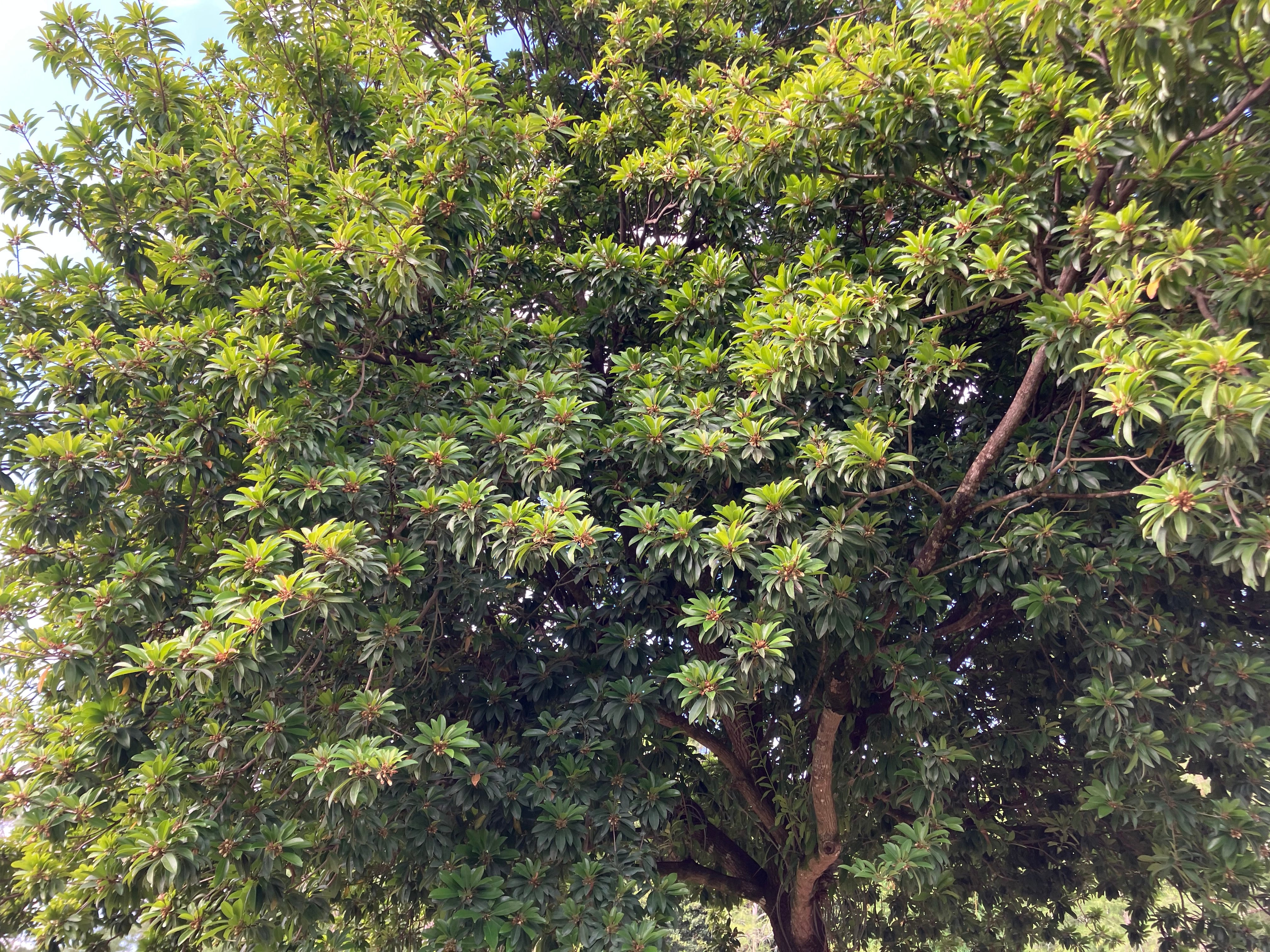 Sapodilla Tree 'Tikal' – Incredible Edible Landscapes