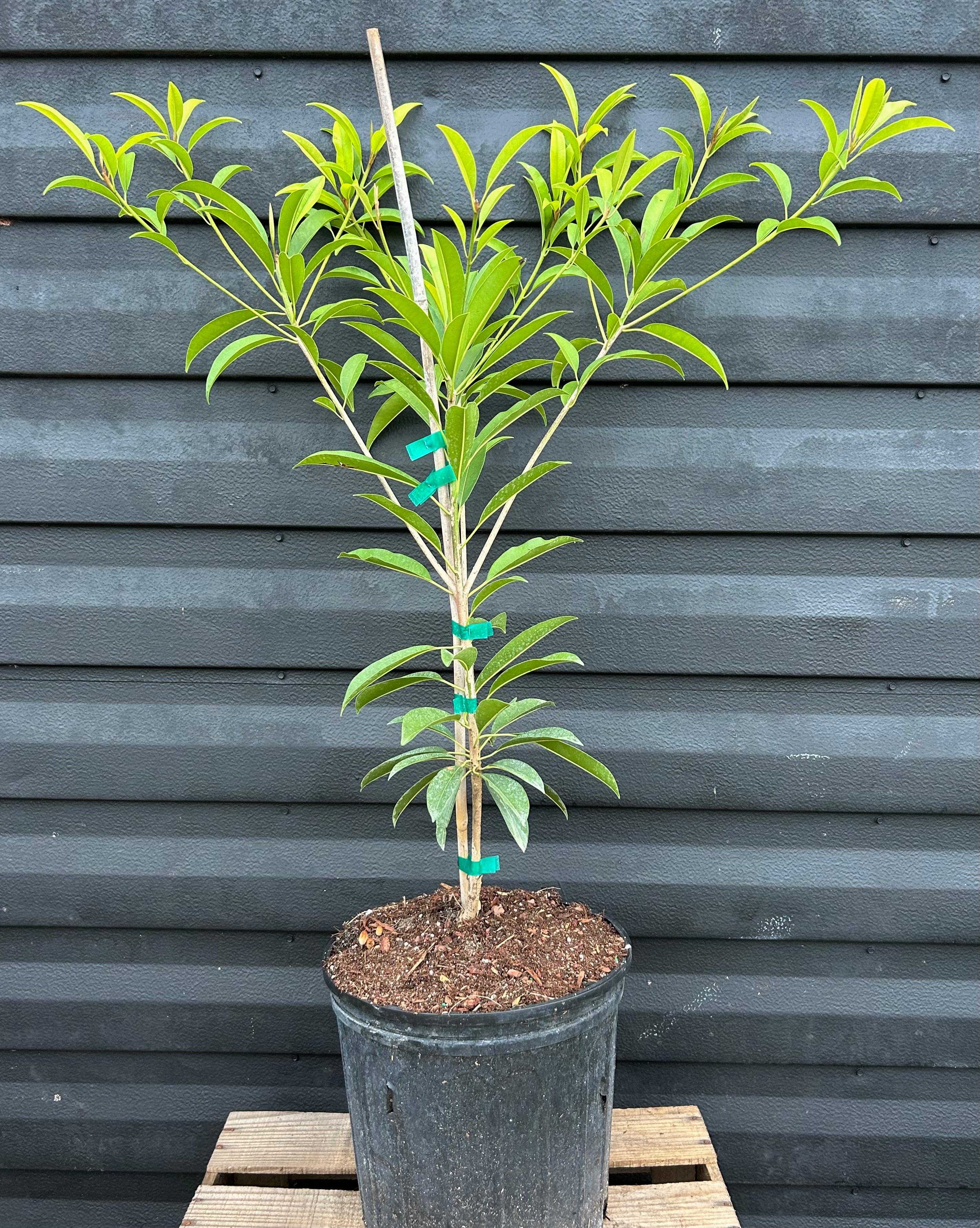 Sapodilla Tree 'Hasya' – Incredible Edible Landscapes
