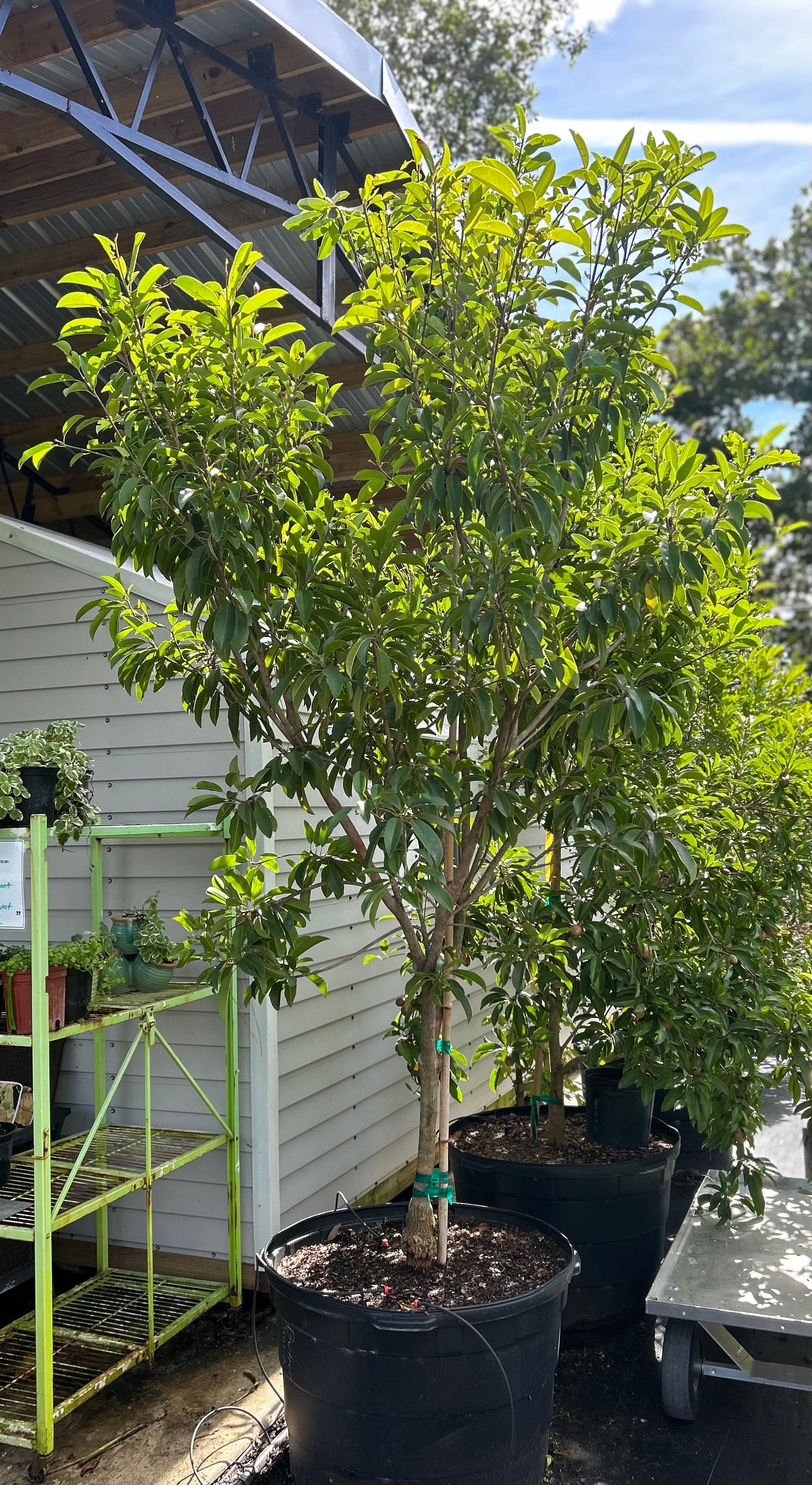 Sapodilla Tree 'Butterscotch' – Incredible Edible Landscapes
