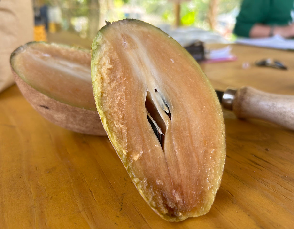 Sapodilla Tree 'Butterscotch'