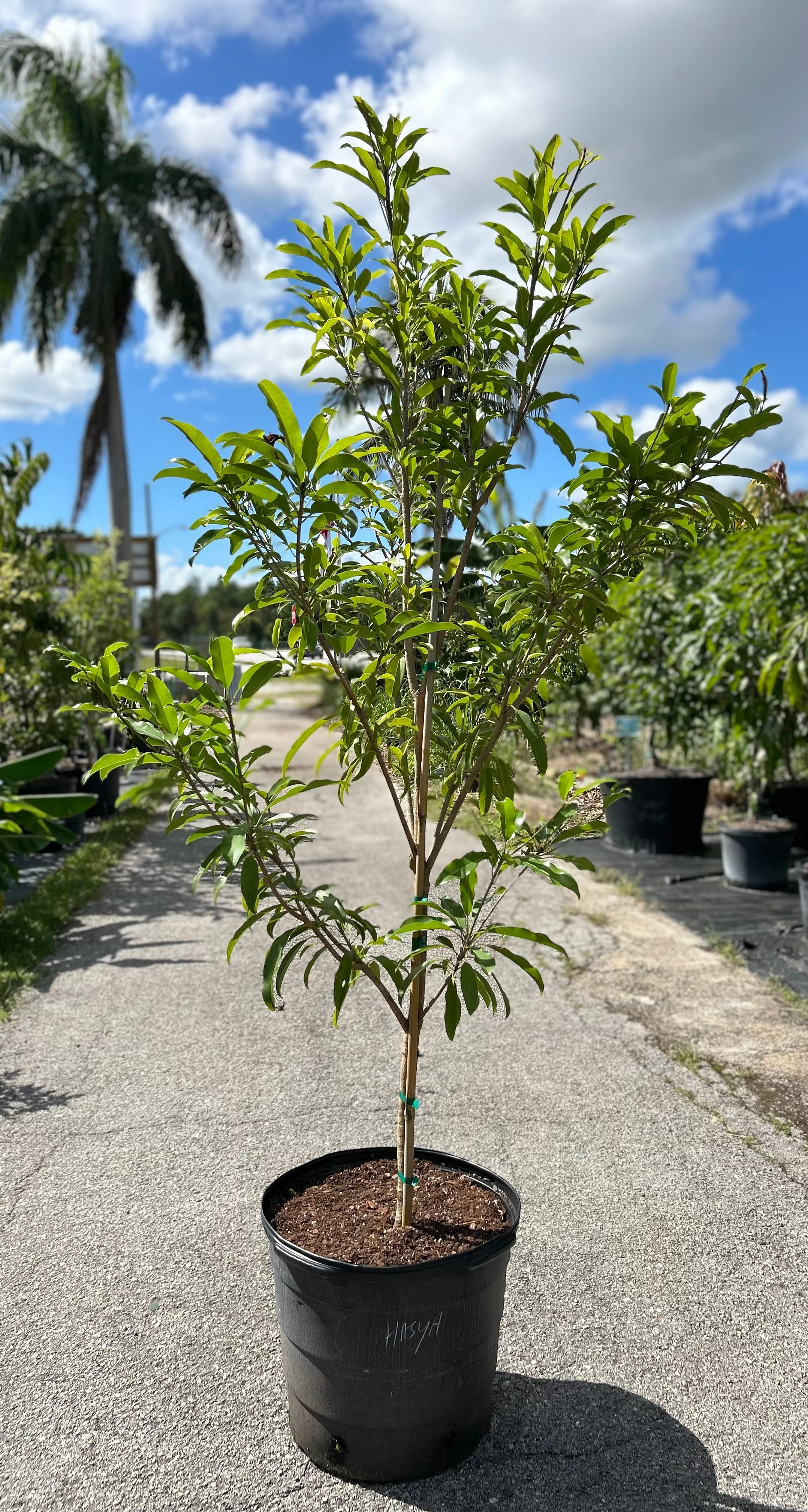 Sapodilla Tree 'Silas Wood' – Incredible Edible Landscapes