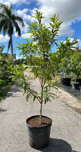 Sapodilla Tree 'Hasya'