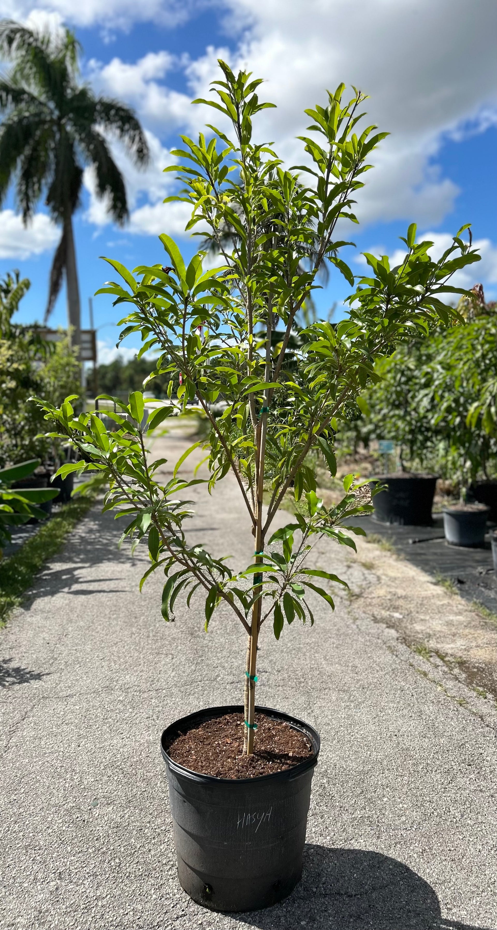 sapodilla plant in pot Sapodilla Tree 'Hasya'