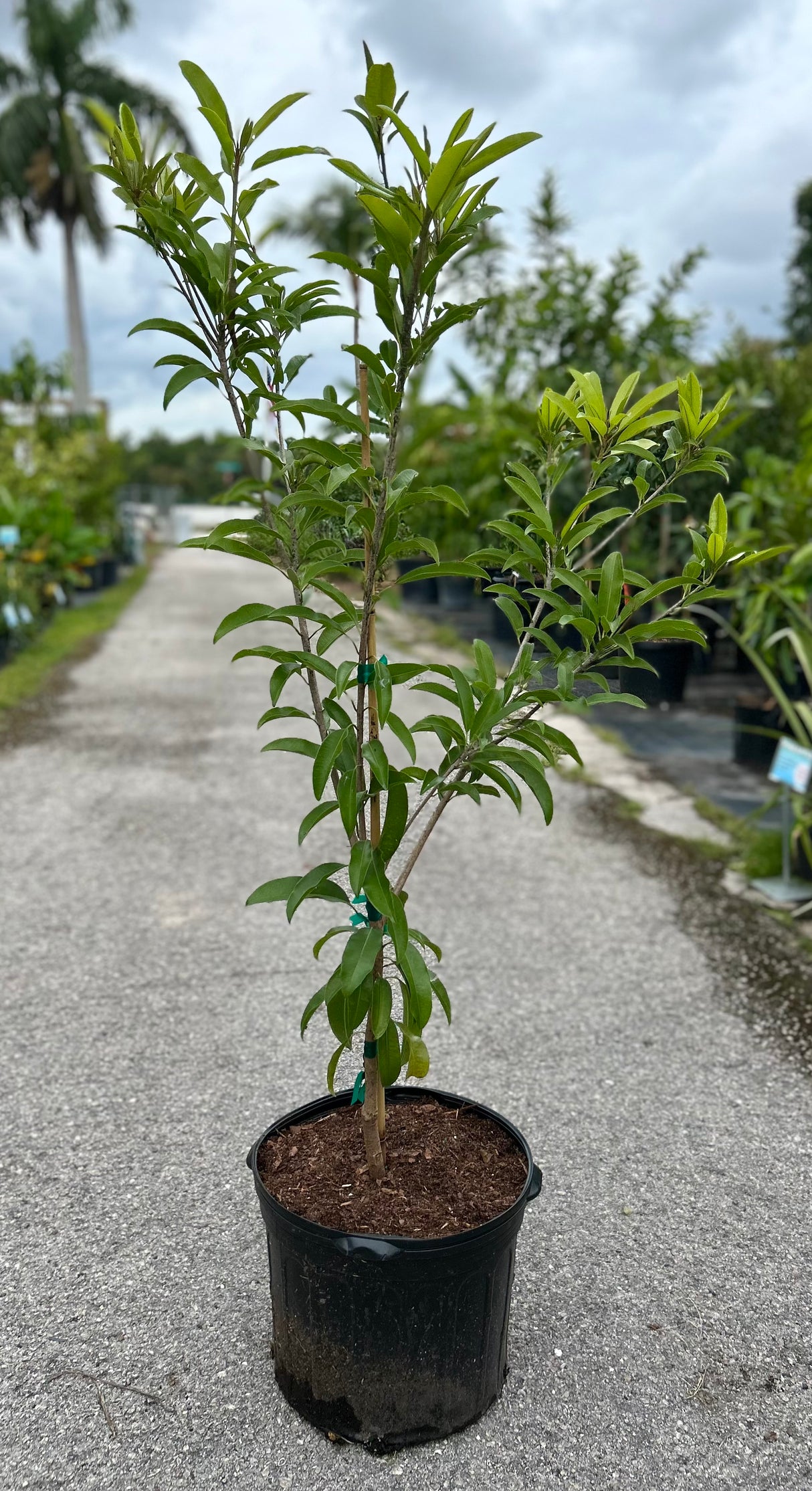 Sapodilla Tree 'Makok'