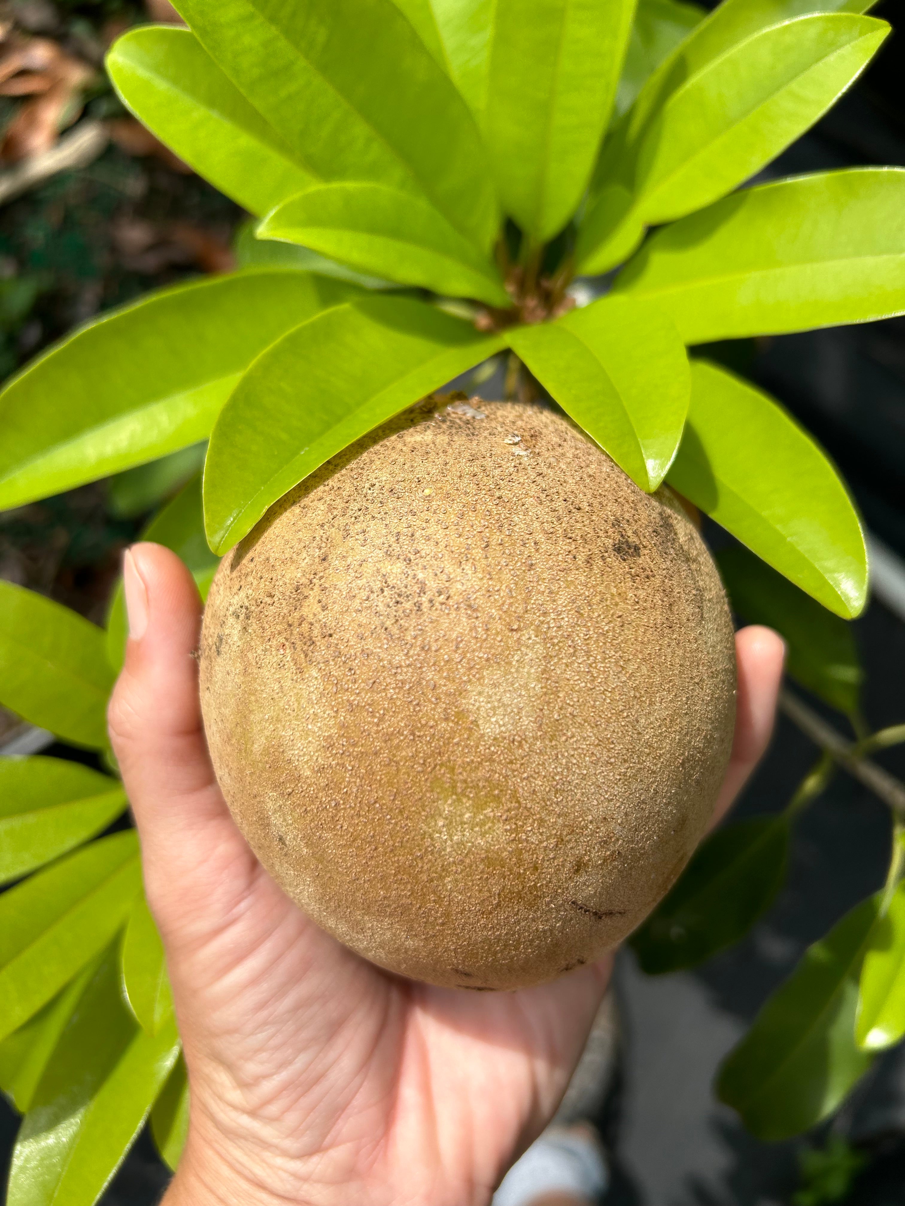 Sapodilla Tree 'Morena' – Incredible Edible Landscapes