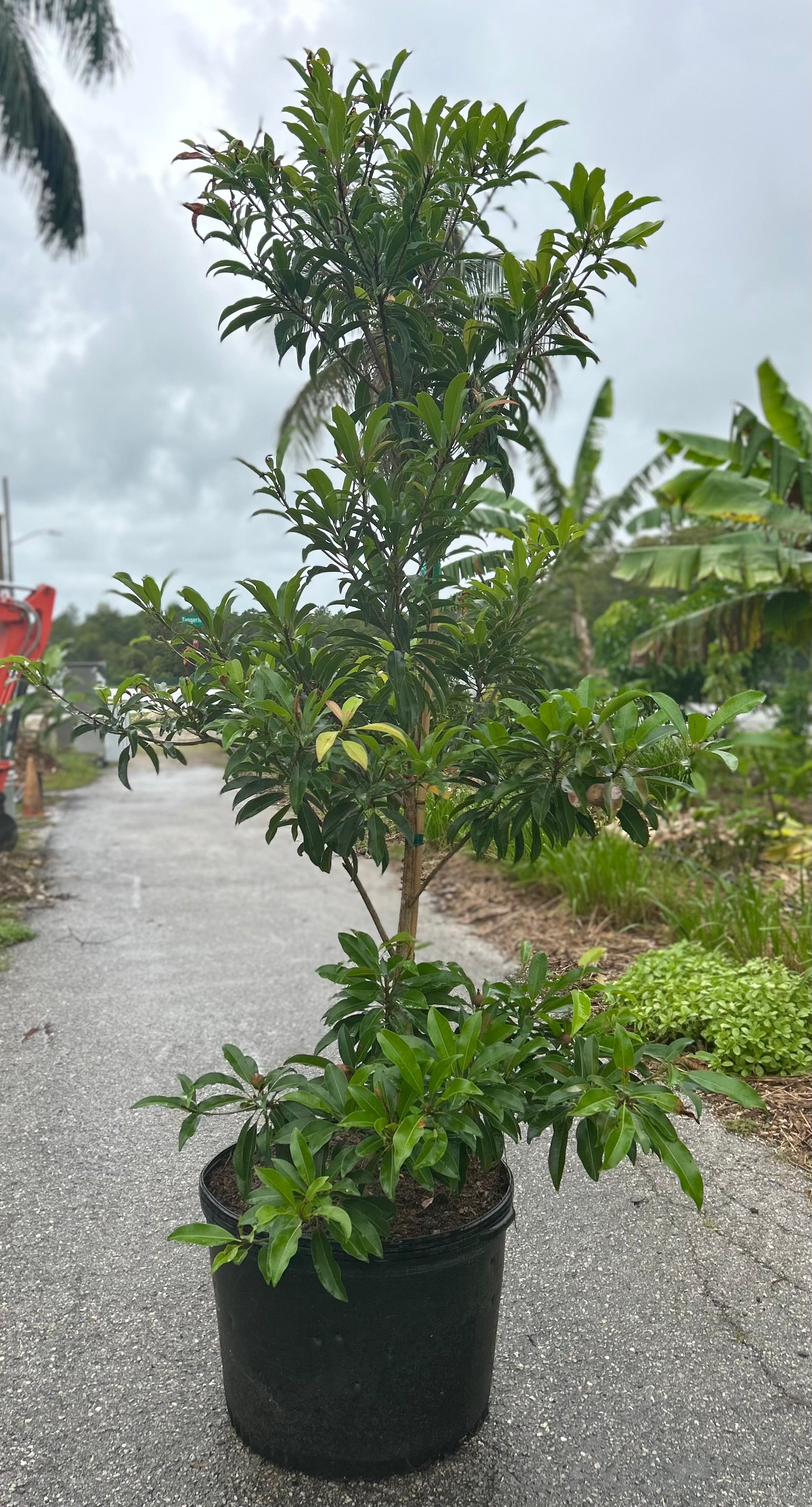 Sapodilla Tree 'Silas Wood' – Incredible Edible Landscapes