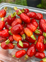 Savannah Cherry Tree