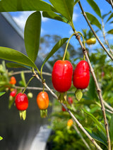 Savannah Cherry Tree