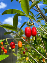 Savannah Cherry Tree