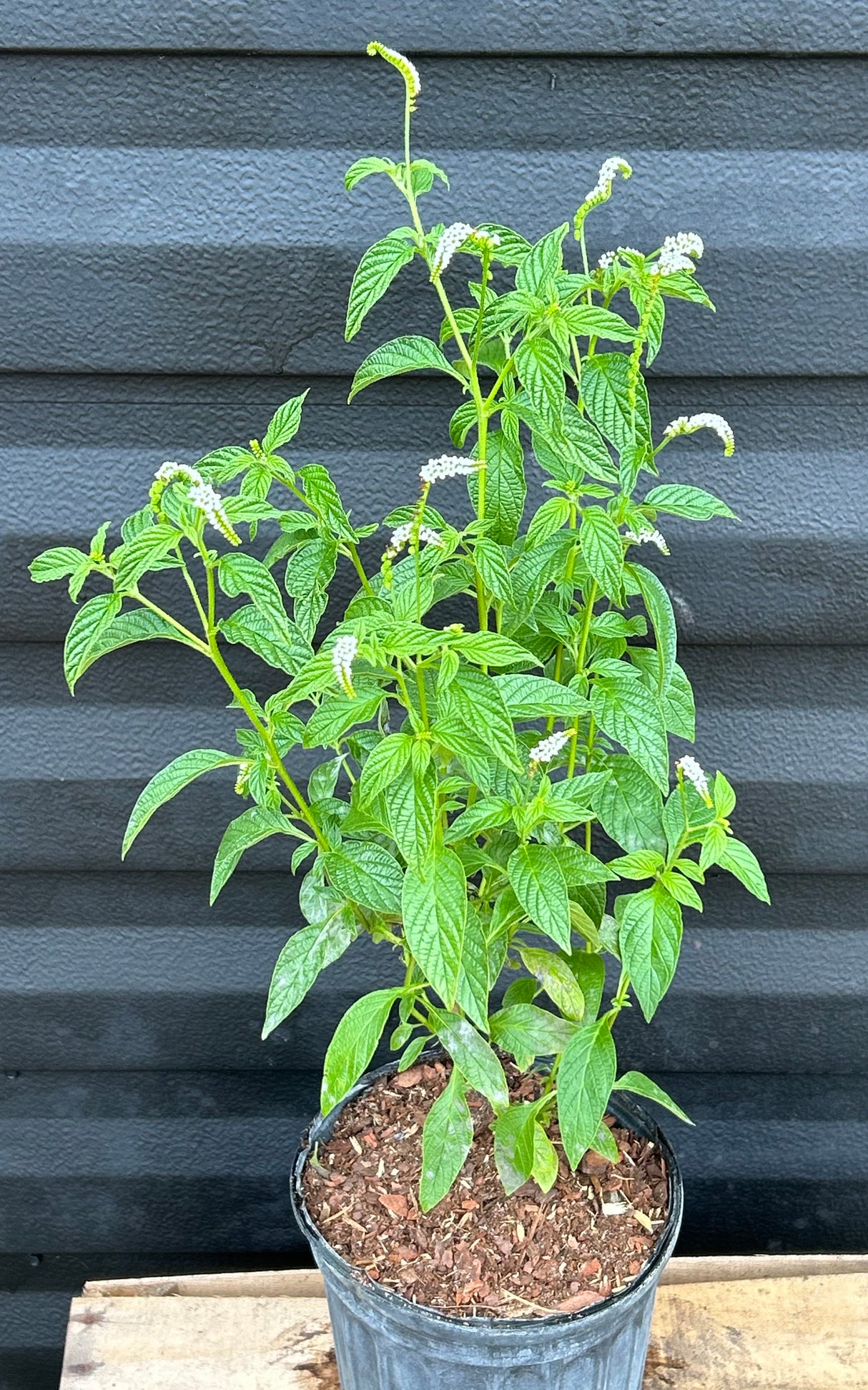 Scorpion Tail Plant