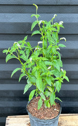 Scorpion Tail Plant