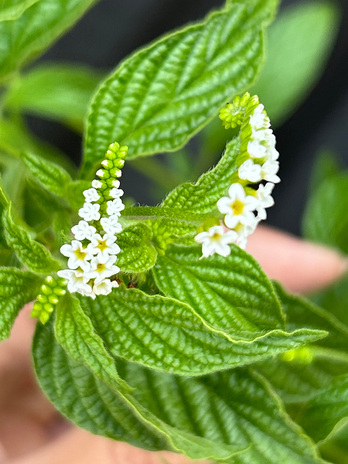 Scorpion Tail Plant