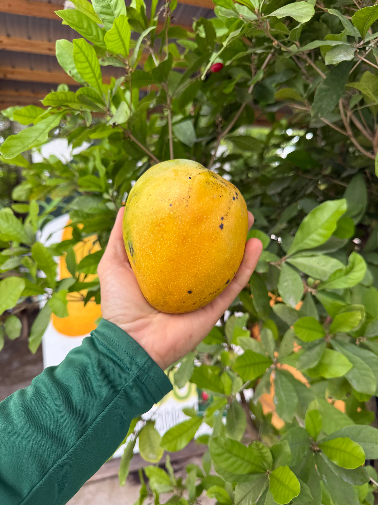 Mango Tree ‘Seacrest’ or 'Triple Sec'