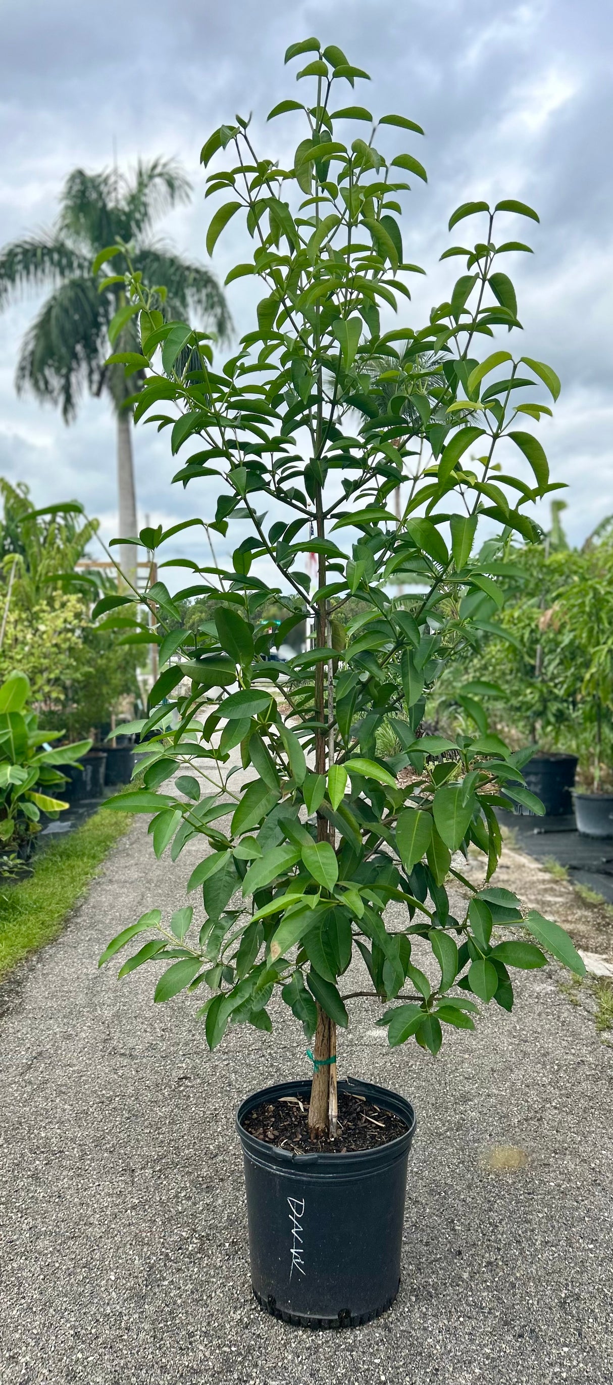 Seashore Mangosteen Tree
