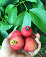 Seashore Mangosteen Tree