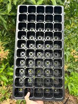 50 cell seed tray + bottom tray