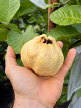Guava Tree 'Indonesian White Seedless'
