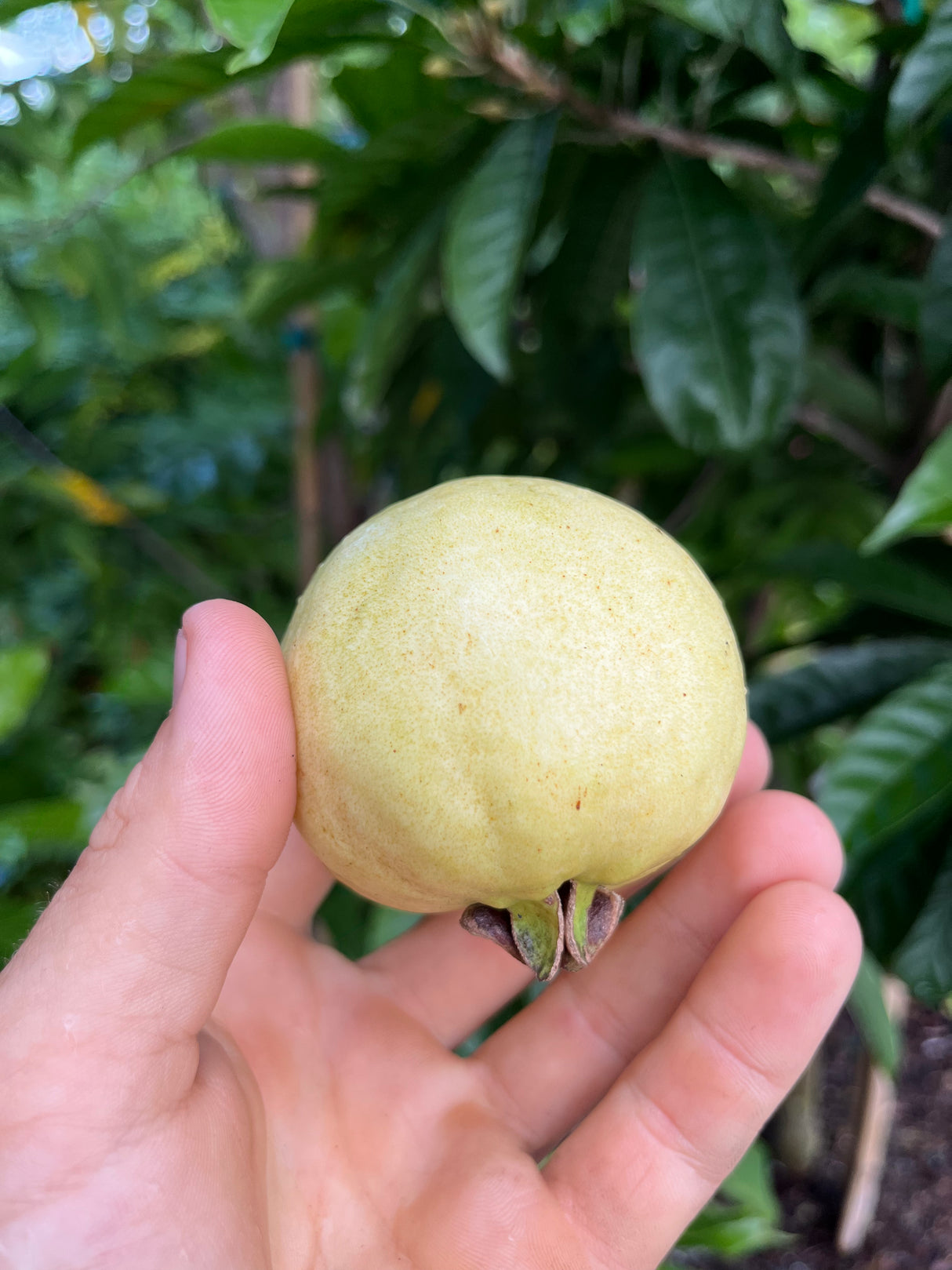 Guava Tree 'Indonesian White Seedless'