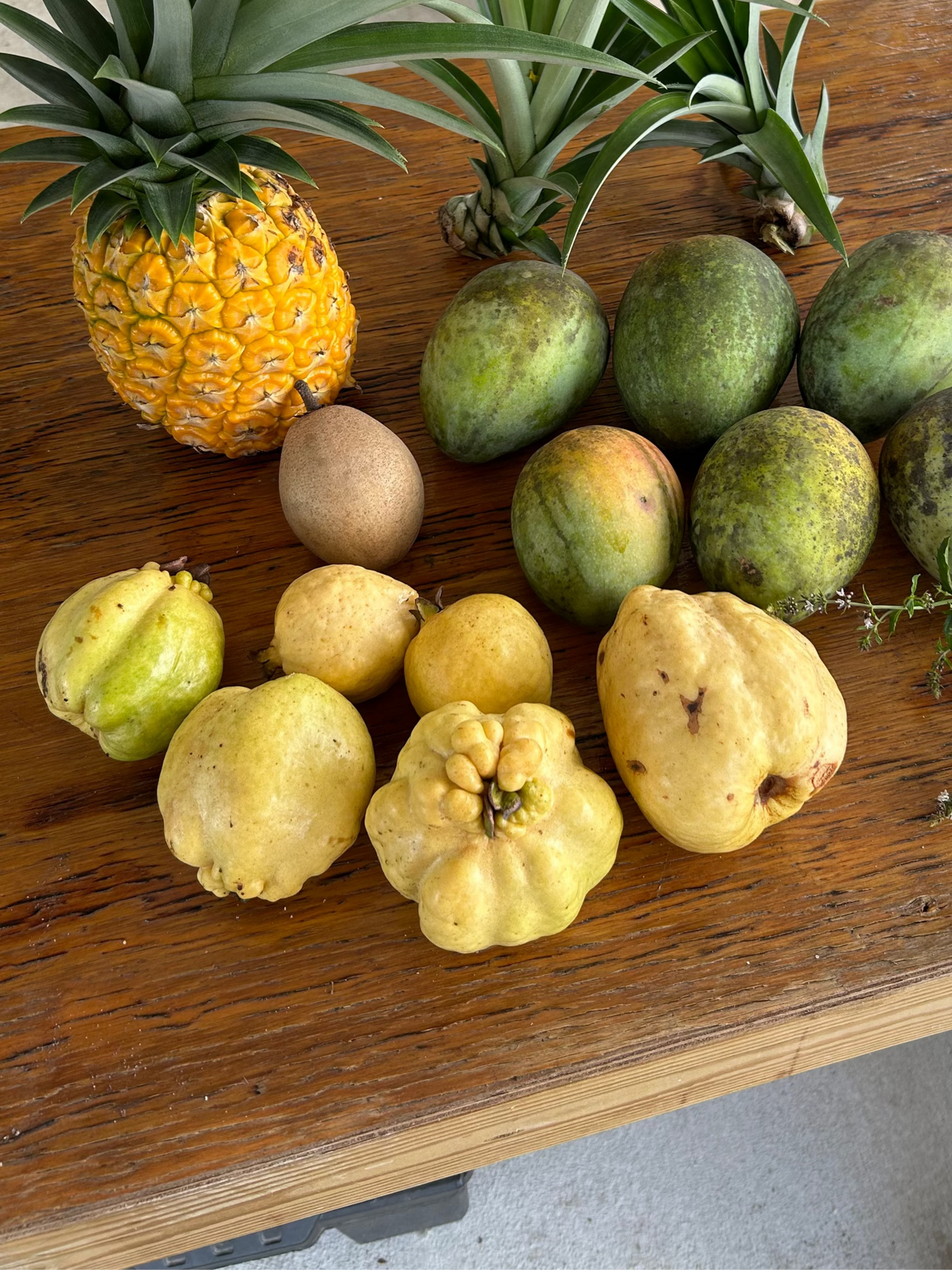 Guava Tree 'Indonesian White Seedless'