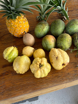 Guava Tree 'Indonesian White Seedless'