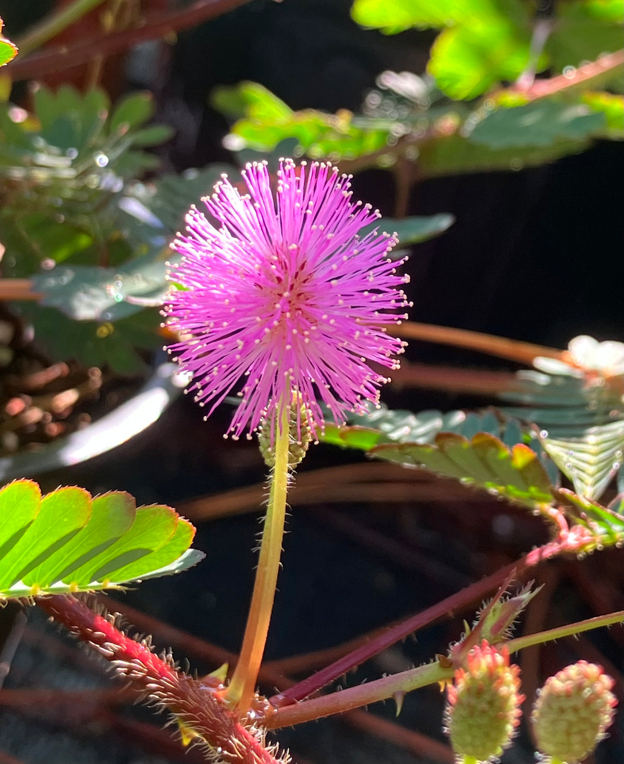 Sensitive Plant