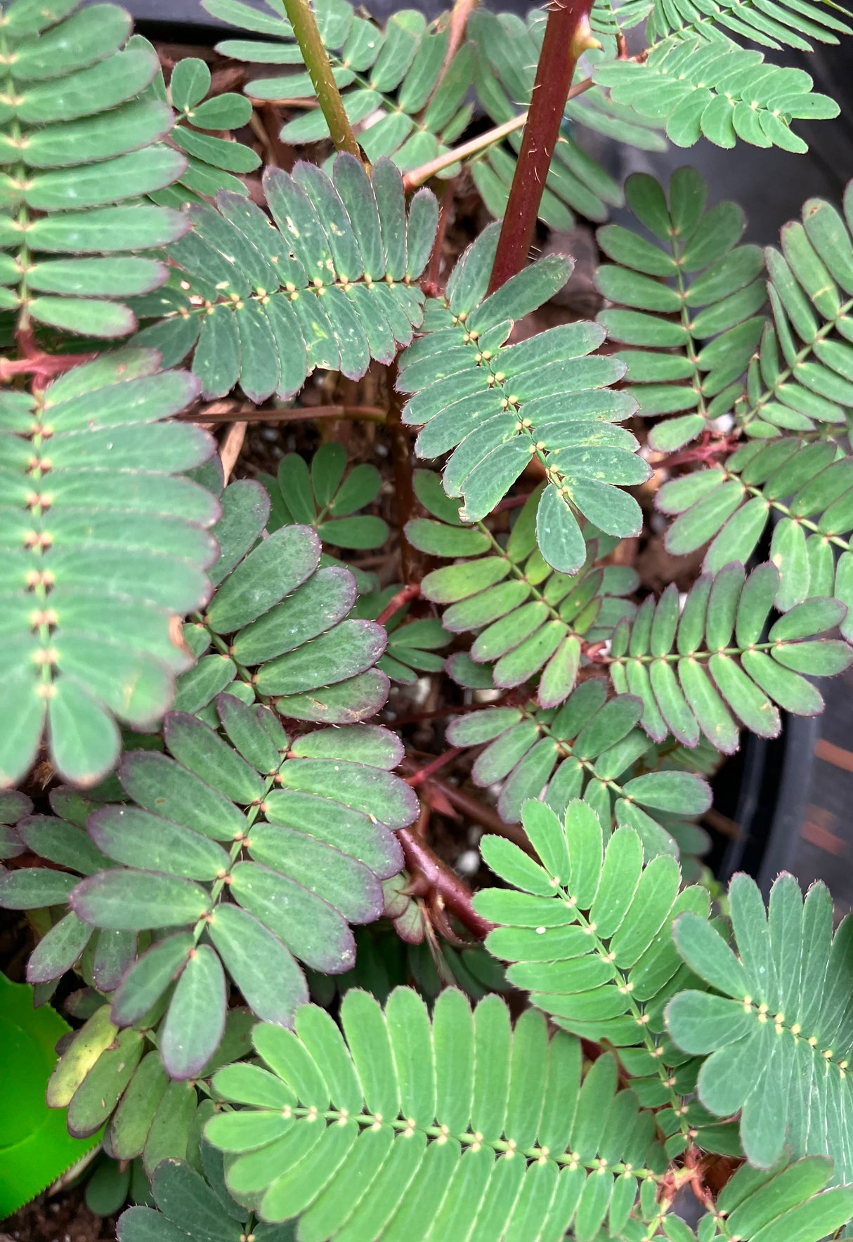Sensitive Plant
