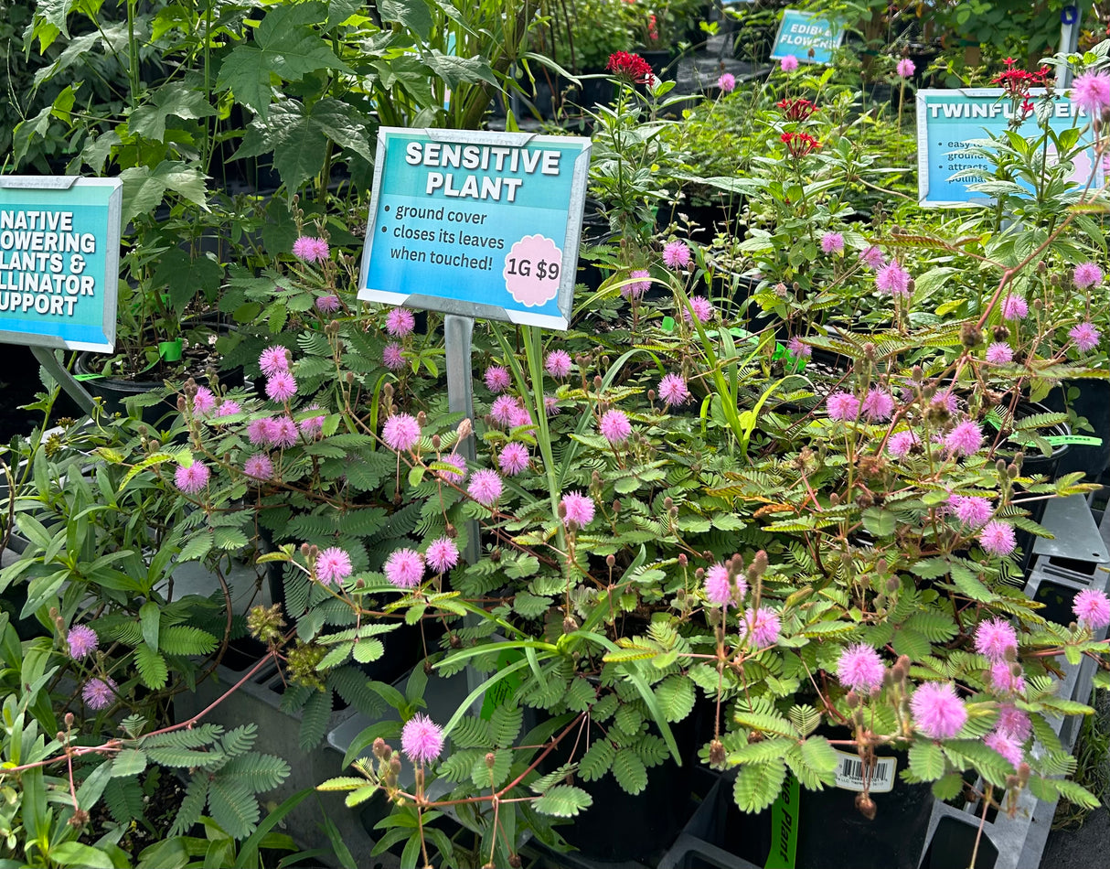 Sensitive Plant