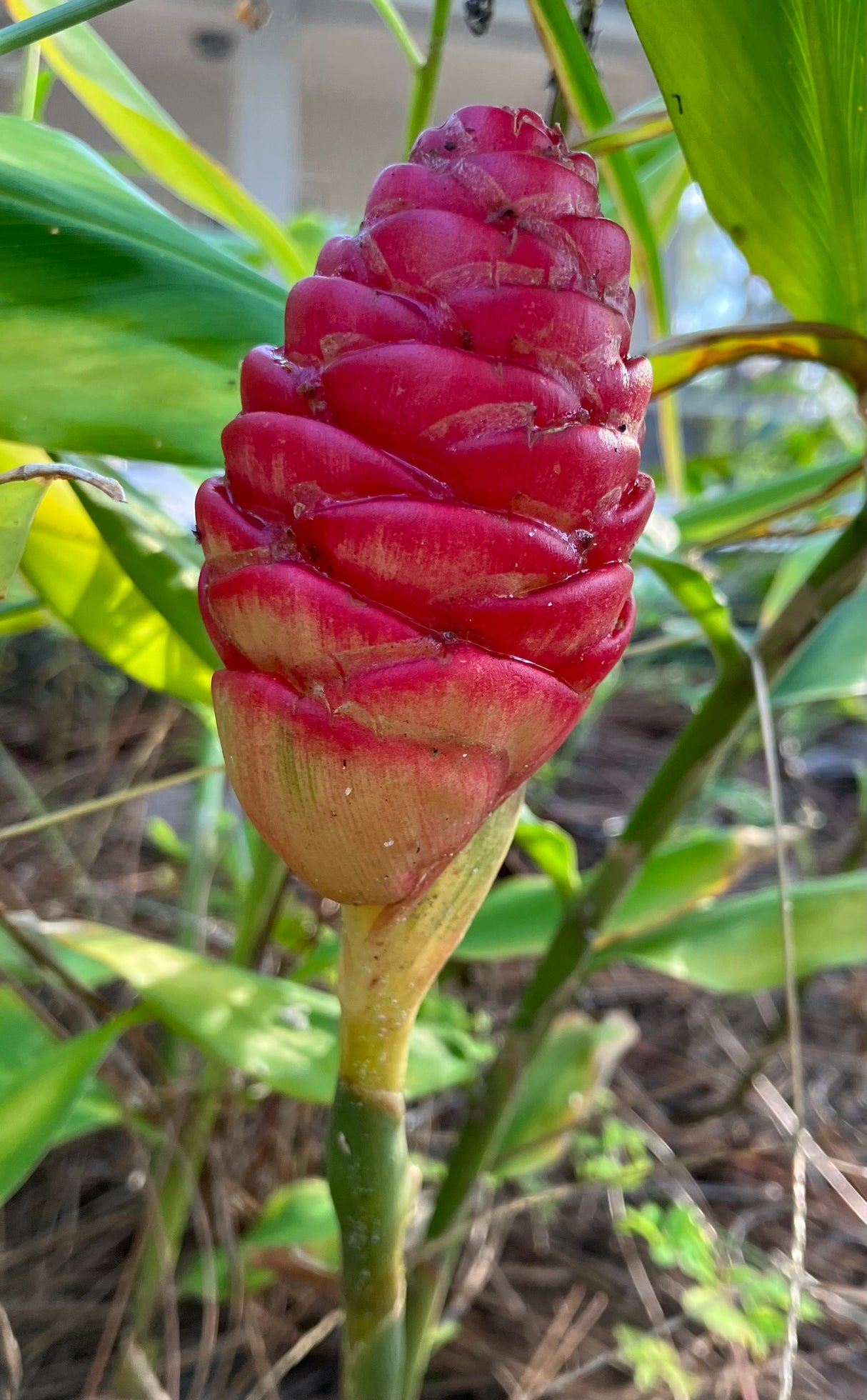 Shampoo Ginger Plant