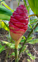 Shampoo Ginger Plant