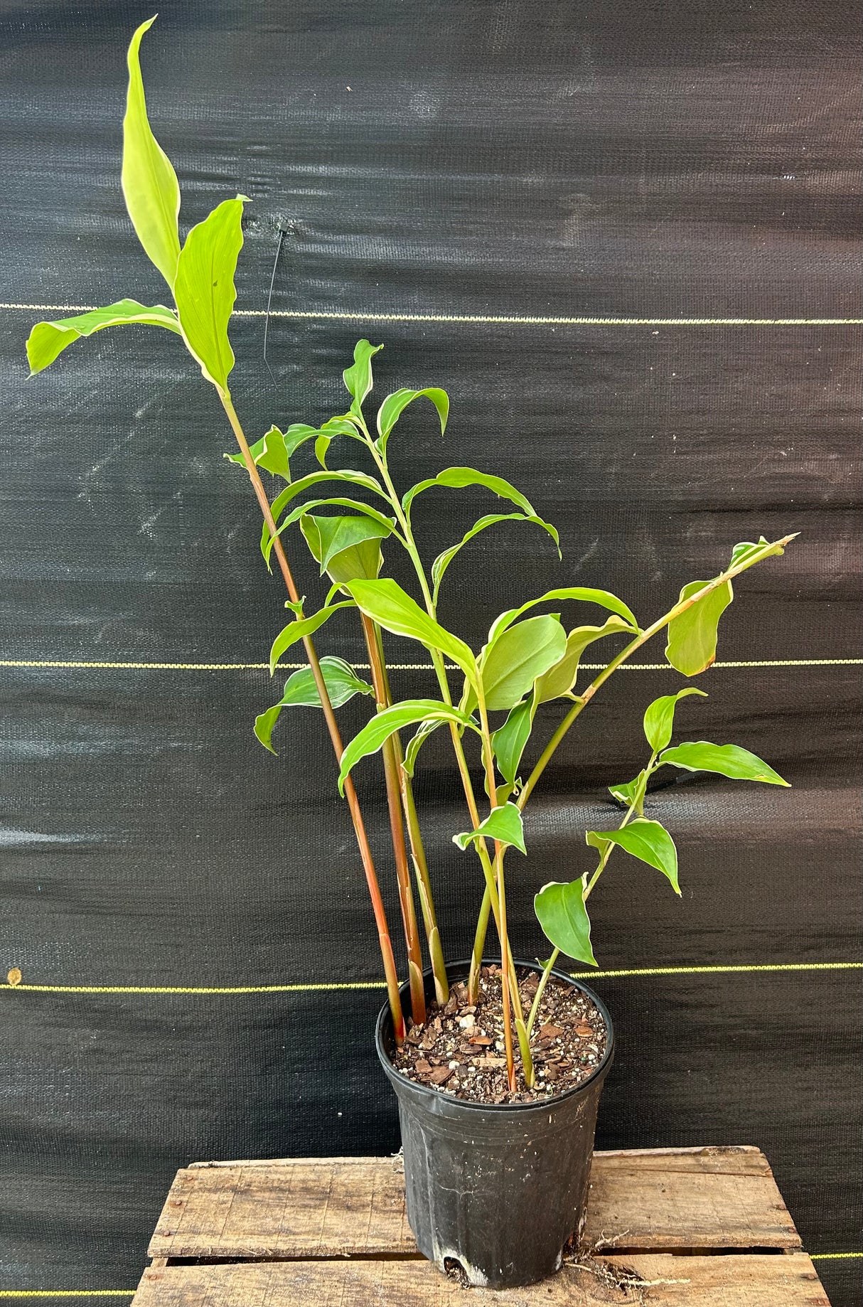 Variegated Shampoo Ginger Plant
