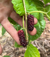 Mulberry Tree 'Shangri-La'